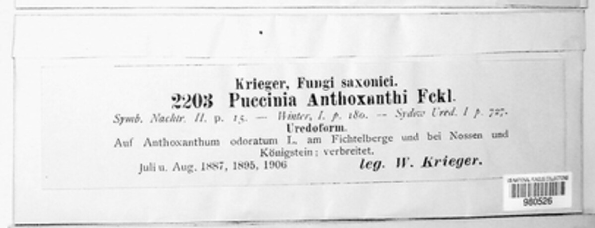 Puccinia anthoxanthi image